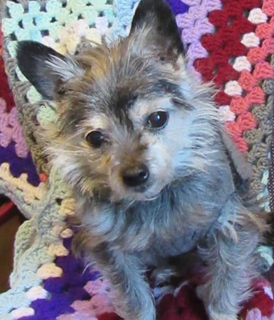 Little Amos